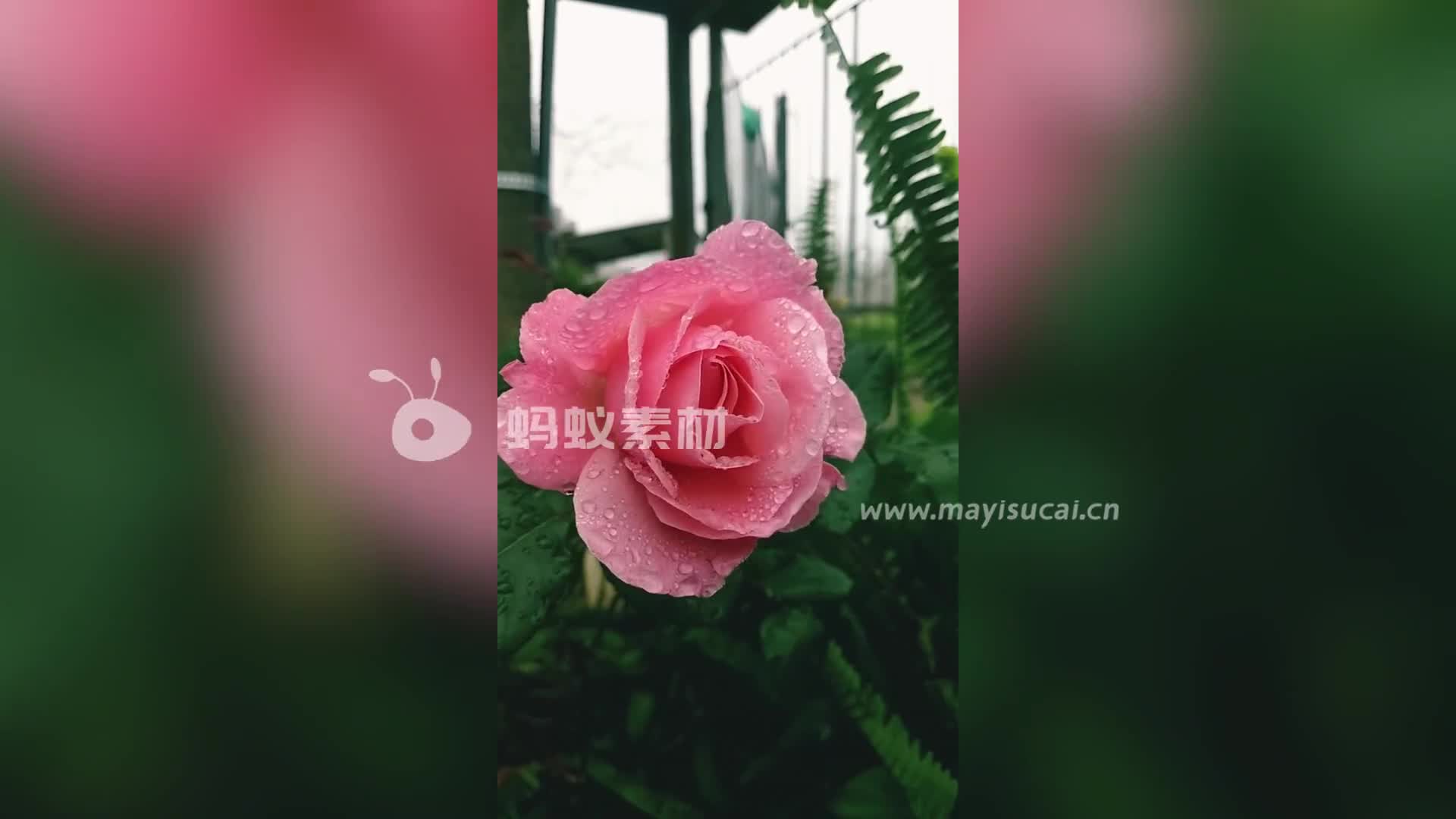 洒满水珠的粉红色玫瑰花高清特写视频素材-第4张图