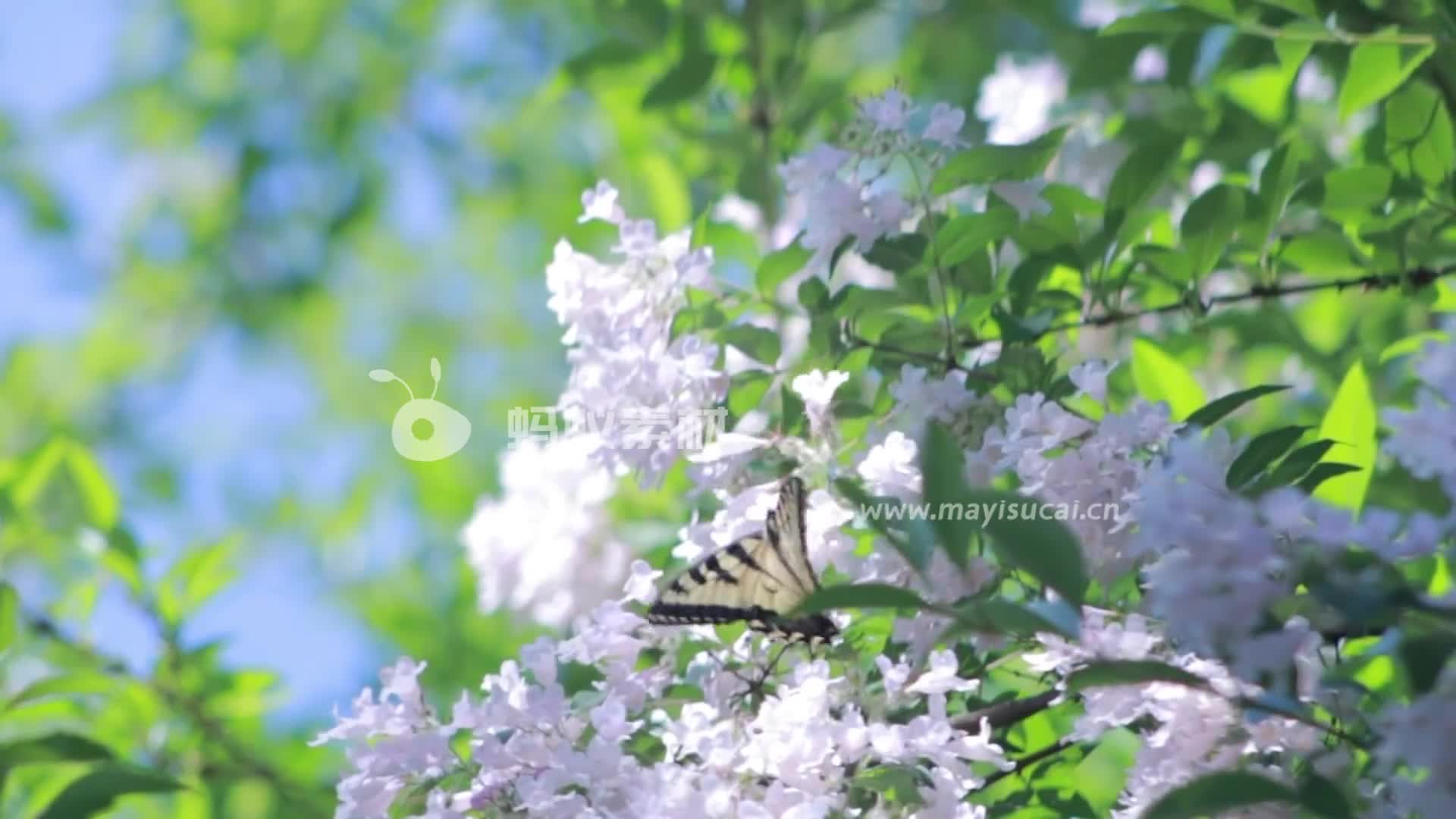 蝴蝶在白色丁香花上授粉特写视频素材-第1张图