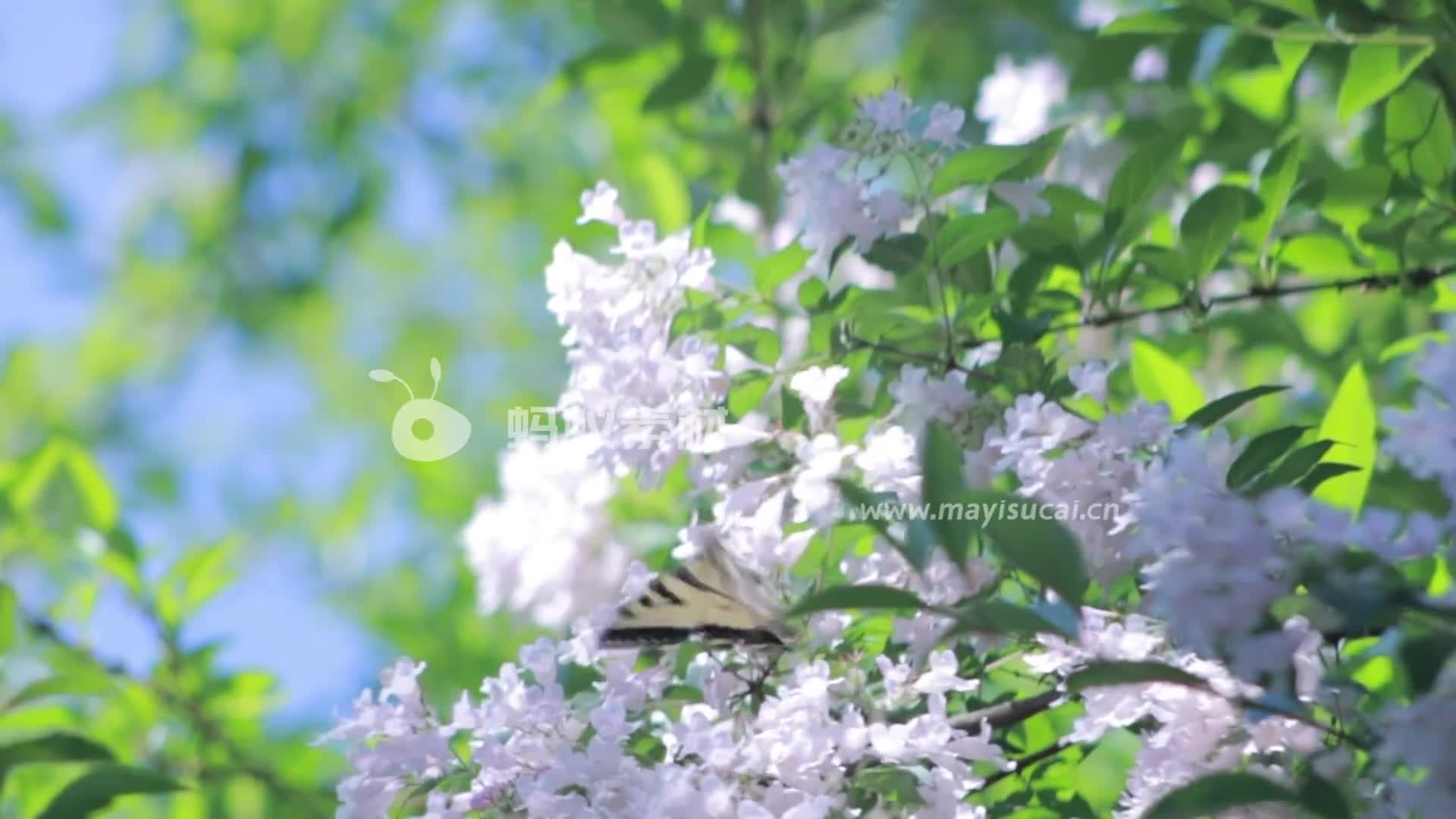 蝴蝶在白色丁香花上授粉特写视频素材-第2张图