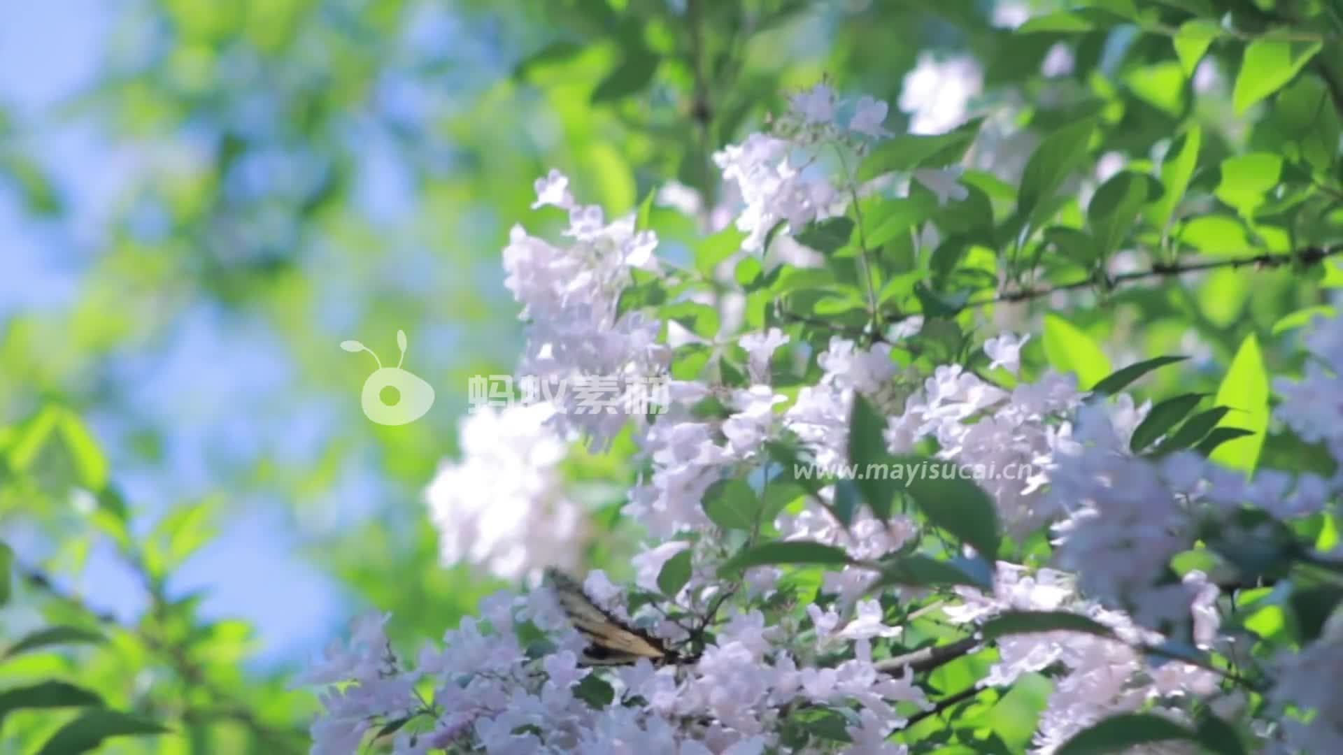 蝴蝶在白色丁香花上授粉特写视频素材-第3张图