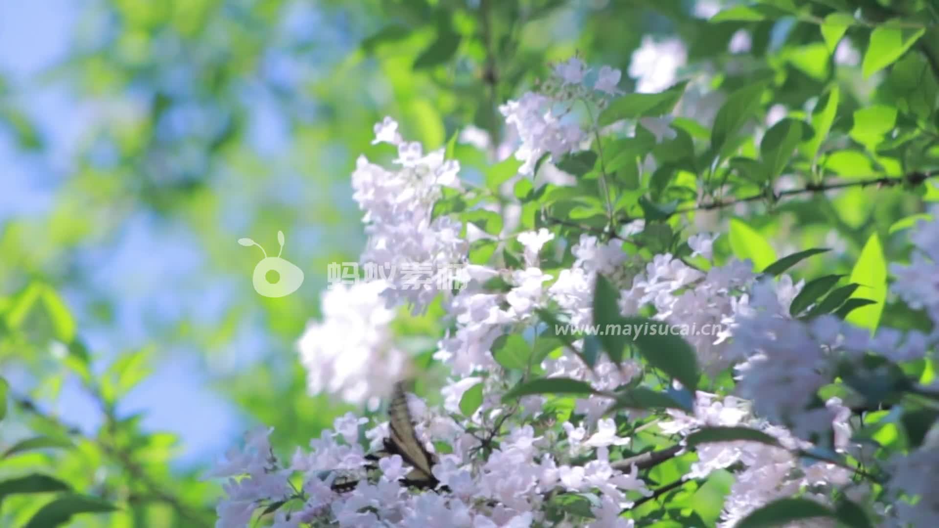 蝴蝶在白色丁香花上授粉特写视频素材-第4张图