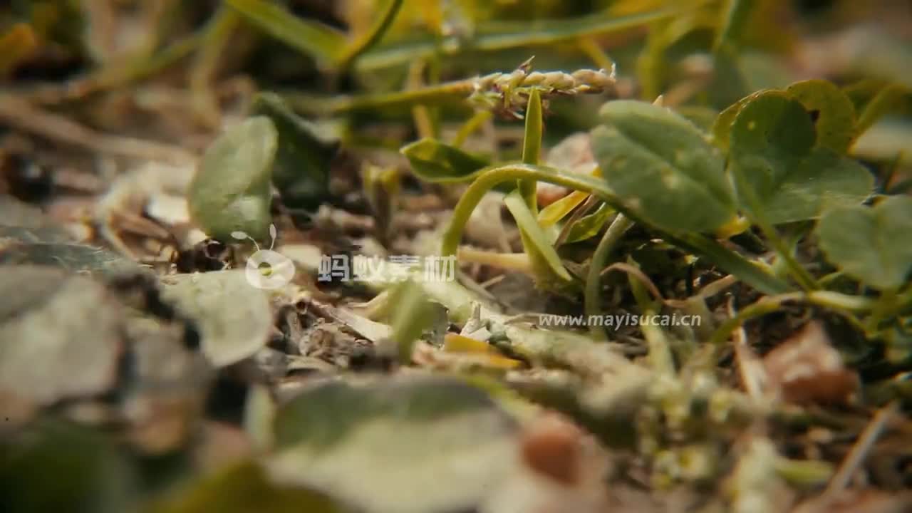 微观视界：蚂蚁素材昆虫黑蚂蚁搬运食物视频 相册第1张图 