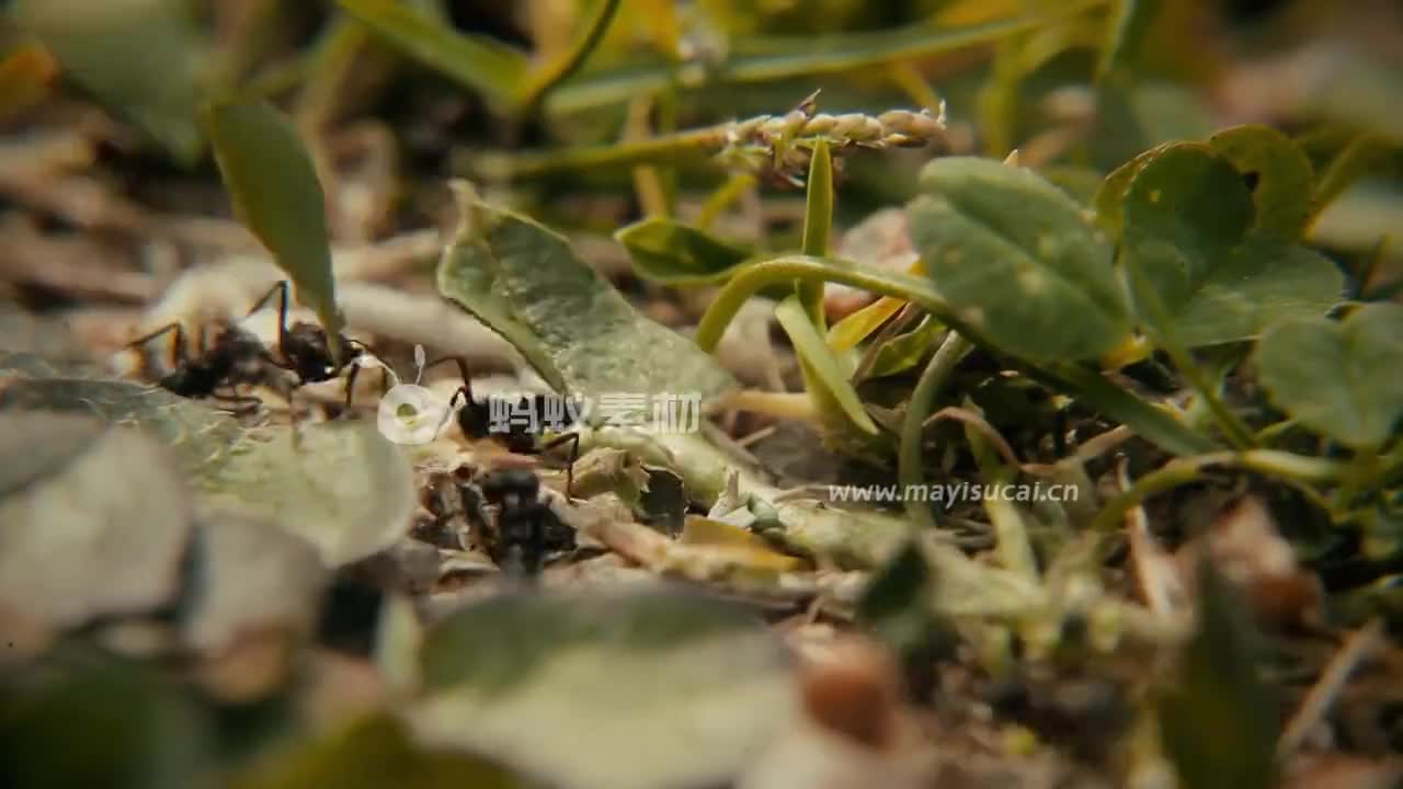 微观视界：蚂蚁素材昆虫黑蚂蚁搬运食物视频 相册第2张图 