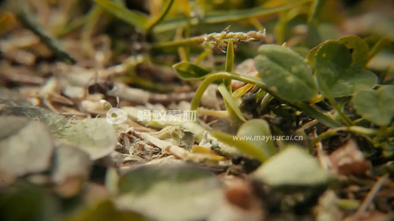 微观视界：蚂蚁素材昆虫黑蚂蚁搬运食物视频 相册第3张图 