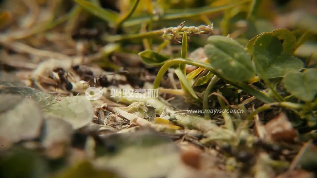 微观视界：蚂蚁素材昆虫黑蚂蚁搬运食物视频 相册第4张图 