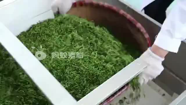 茶叶机械化加工流程茶叶流水线加工机械视频 相册第5张图 