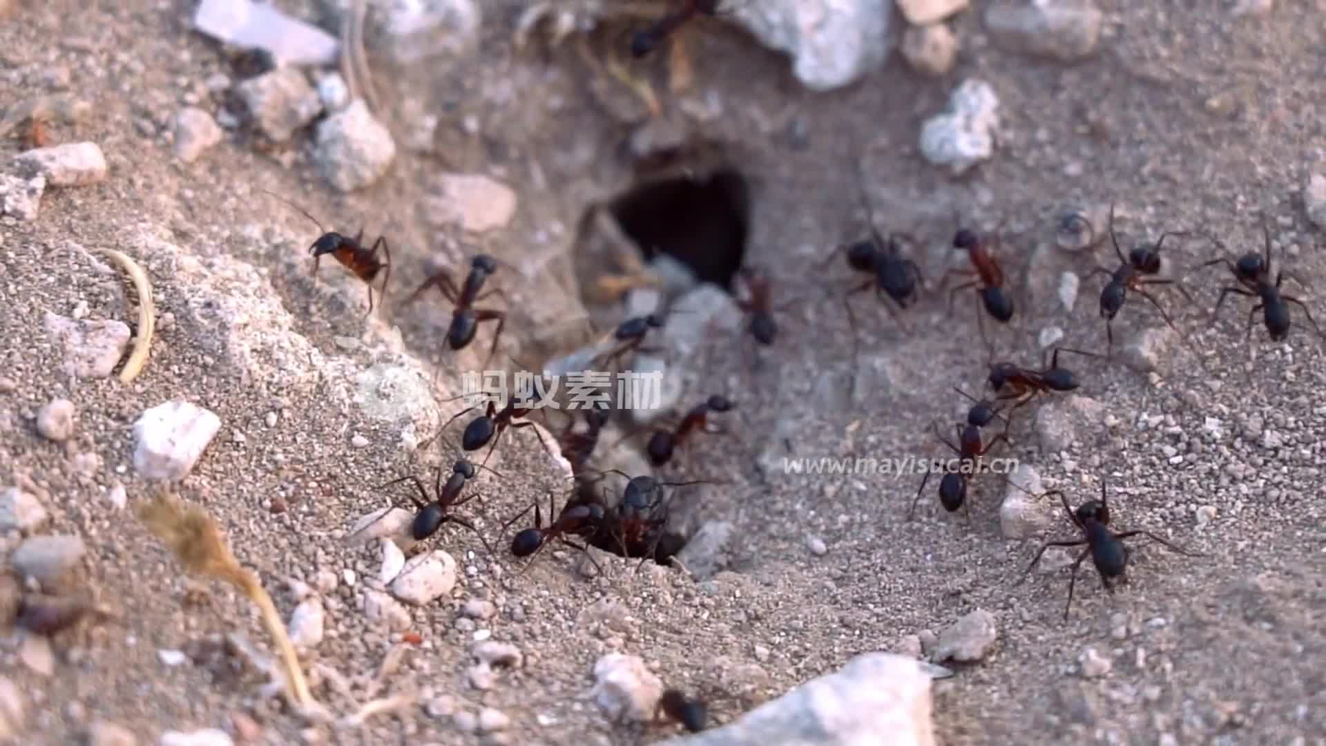 蚂蚁素材高清实拍蚂蚁巢视频素材-第3张图