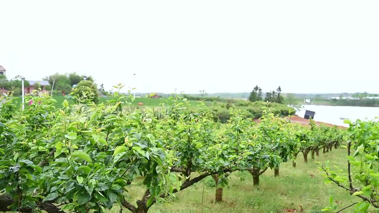 梨小翠梨园乡村风景初夏梨树谢花座果后梨树挂果高清视频素材4K-第2张图