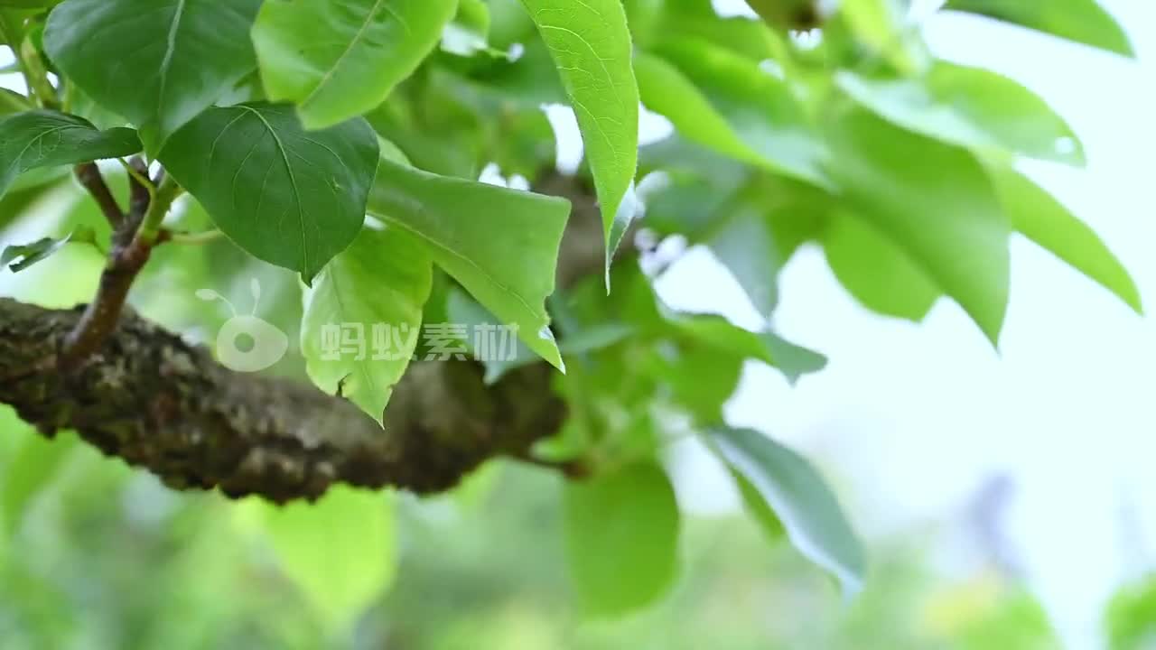 梨小翠梨园乡村风景初夏梨树谢花座果后梨树挂果高清视频素材4K-第4张图