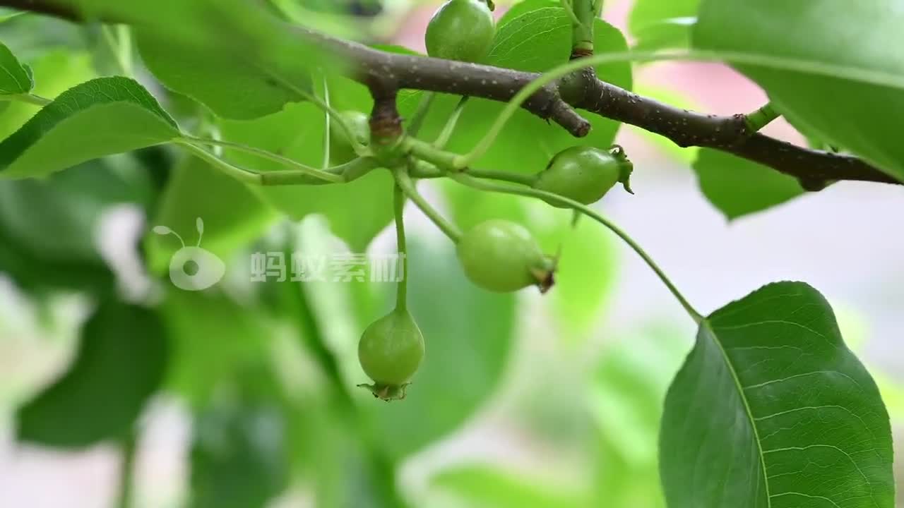 梨小翠梨园乡村风景初夏梨树谢花座果后梨树挂果高清视频素材4K-第3张图