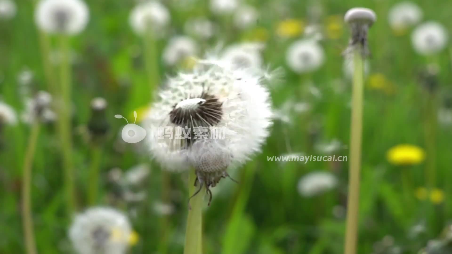 植物微距摄影作品春季田野里蒲公英的种子随风飞散-第2张图